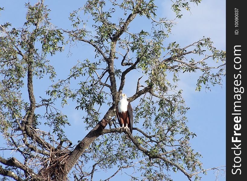 An African eagle at Chobe National Park (Botswna). An African eagle at Chobe National Park (Botswna)
