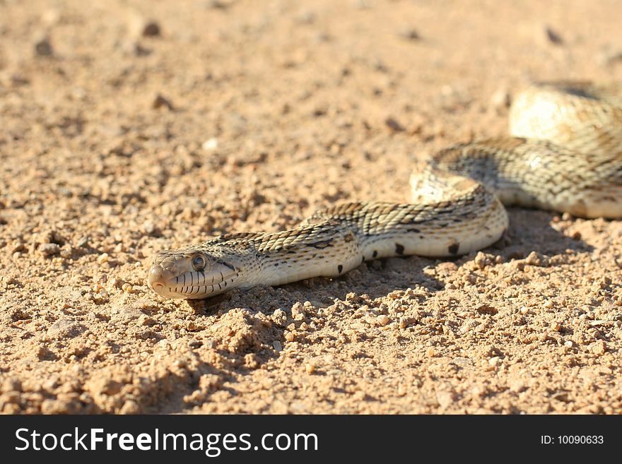 Gophersnake from head to midbody sunning on a road.