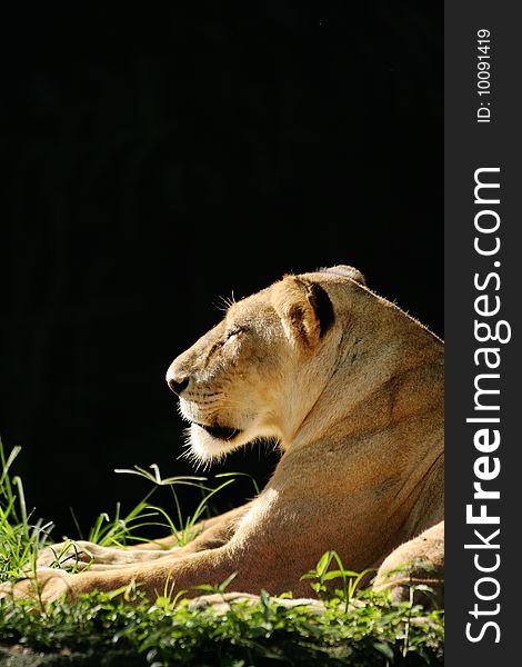 An African female lion cat in a relaxed pose, basking in the sunlight with eyes closed. An African female lion cat in a relaxed pose, basking in the sunlight with eyes closed.