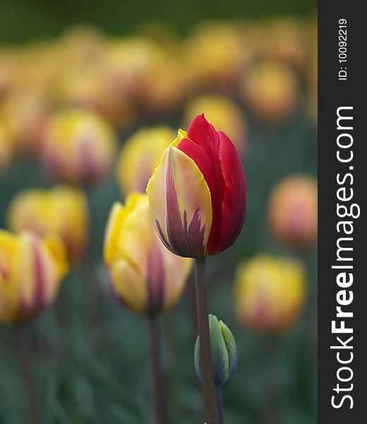 Beautiful Tulips In Spring