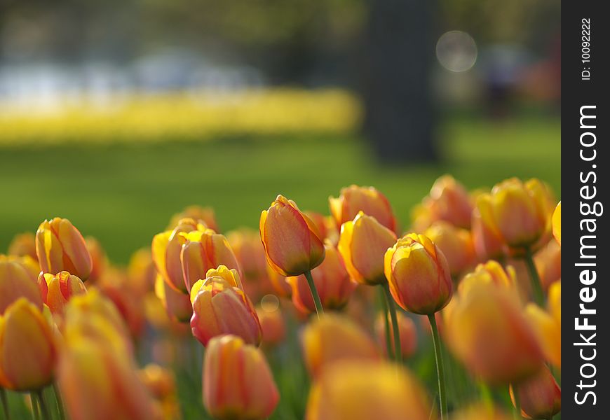 Beautiful Tulips In The Park