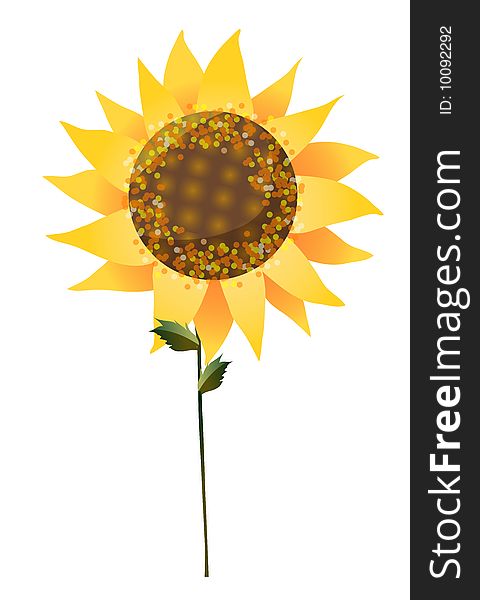 A sunflower isolate on a white background