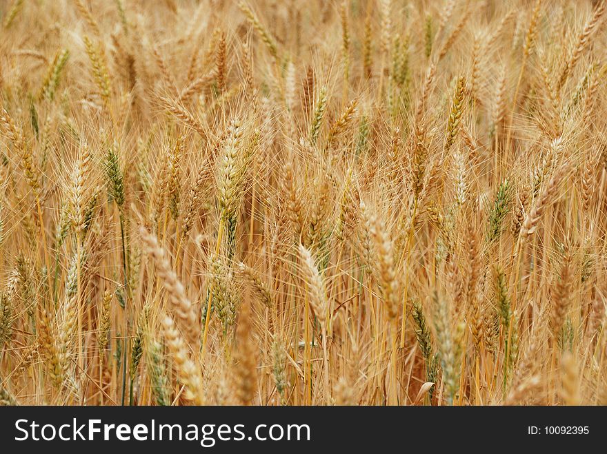 Golden wheat ripening in a farm field. Golden wheat ripening in a farm field