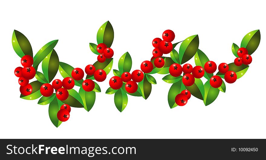 Hawthorn with green leaves on a white background