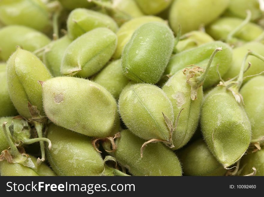 A macro shot of a garbanzo bean pods. A macro shot of a garbanzo bean pods.