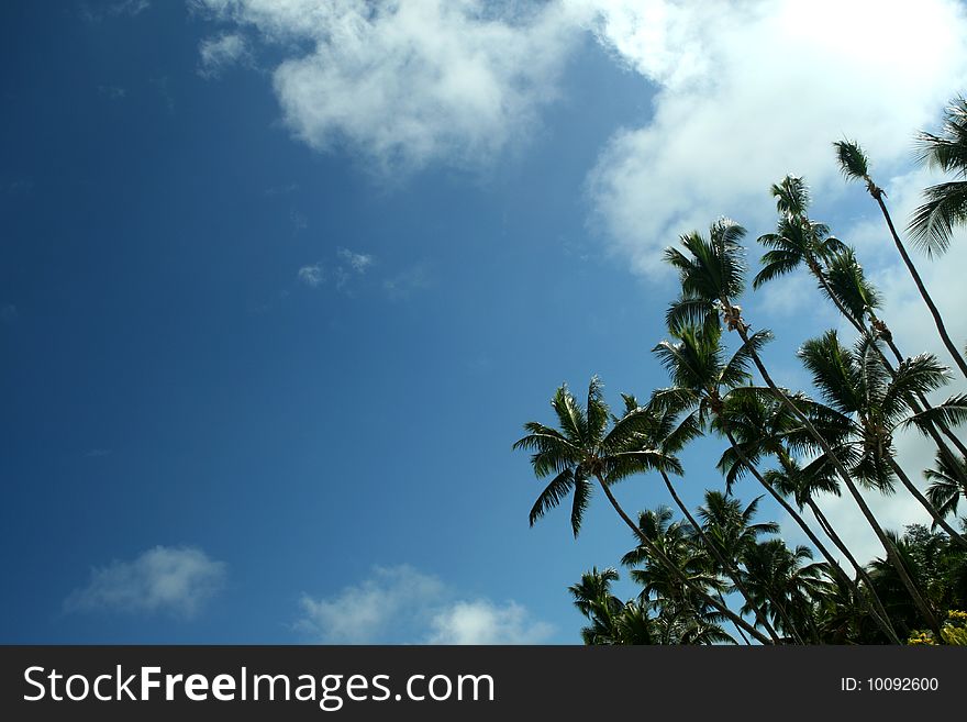 A clear blue sky with palm trees. A clear blue sky with palm trees