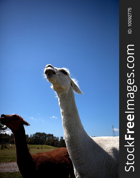 Two adult aplacas in the farm-yard. The Alpaca (Vicugna pacos) is a domesticated species of South American camelid. It resembles a small llama in superficial appearance. Two adult aplacas in the farm-yard. The Alpaca (Vicugna pacos) is a domesticated species of South American camelid. It resembles a small llama in superficial appearance.