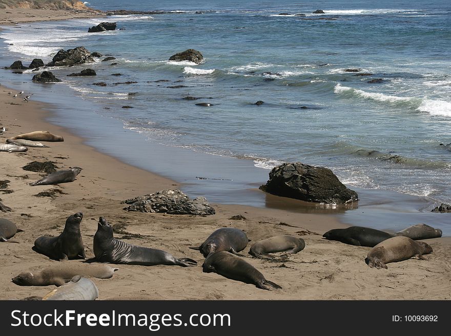 Elephant seals on a beach in California. Elephant seals on a beach in California