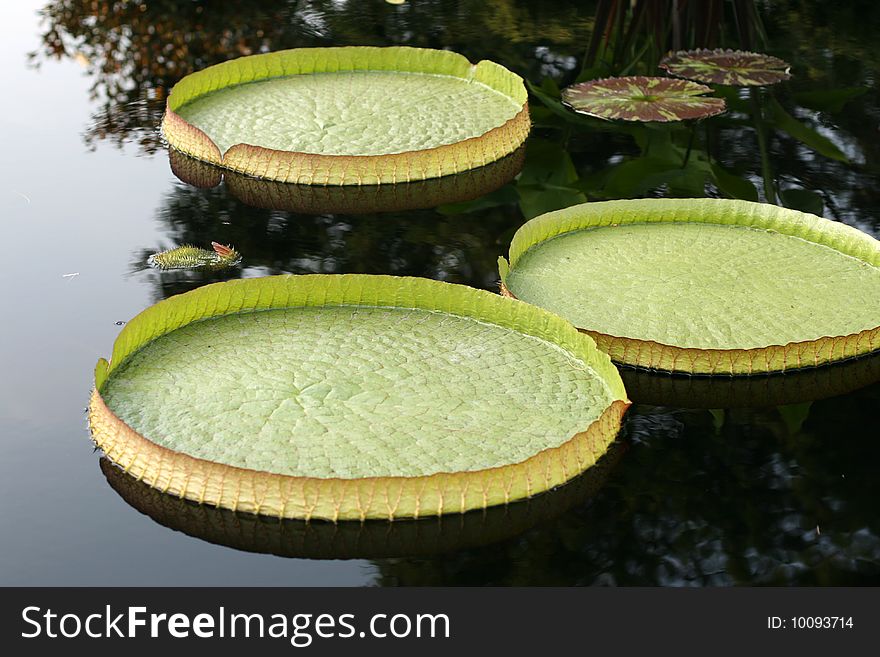 Water-platter in a pond