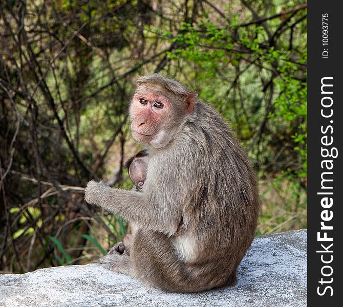 Bonnet Macaque Mother with Young