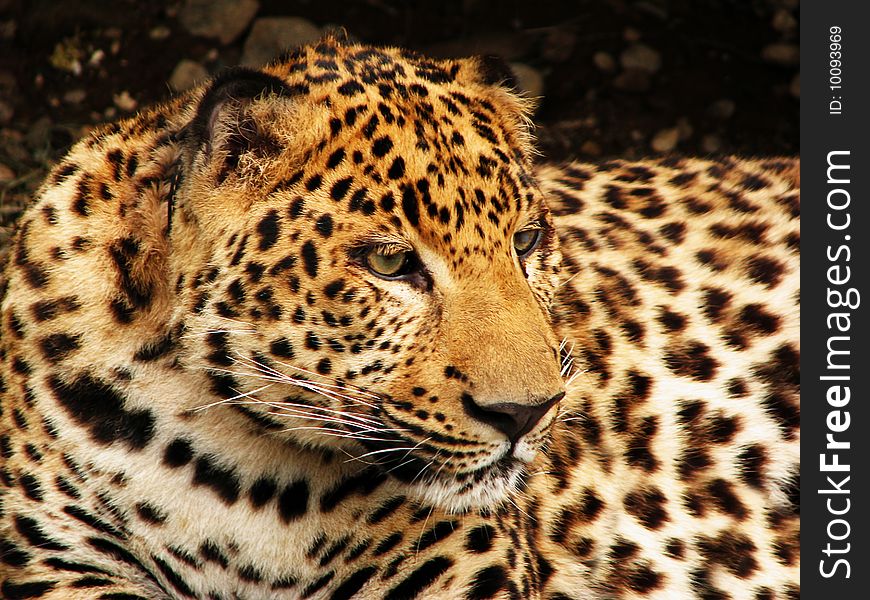 Leopard face, orange and black fur