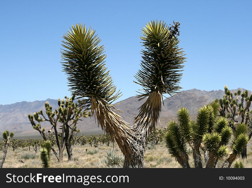 Joshue trees in Mojave Desert in California