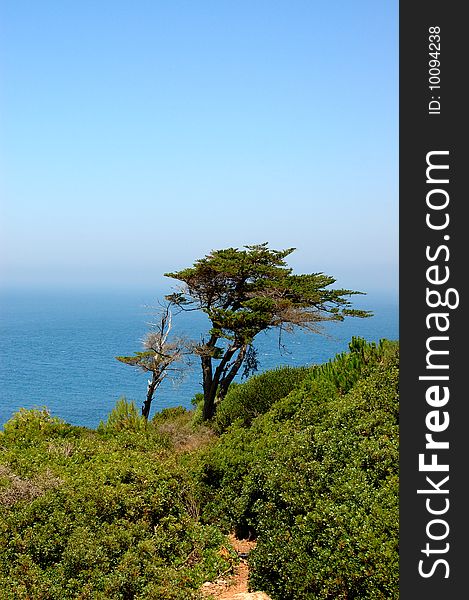 Pine tree at seaside, cape Spartel, Morocco