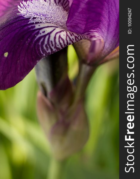 Beautiful violet iris closeup background