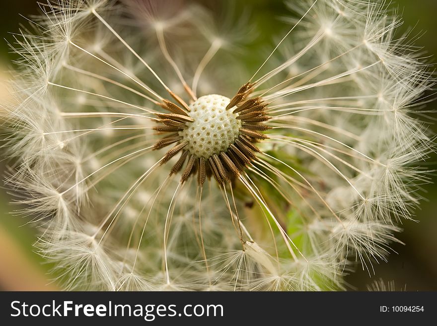 White dandelion with soft floss head