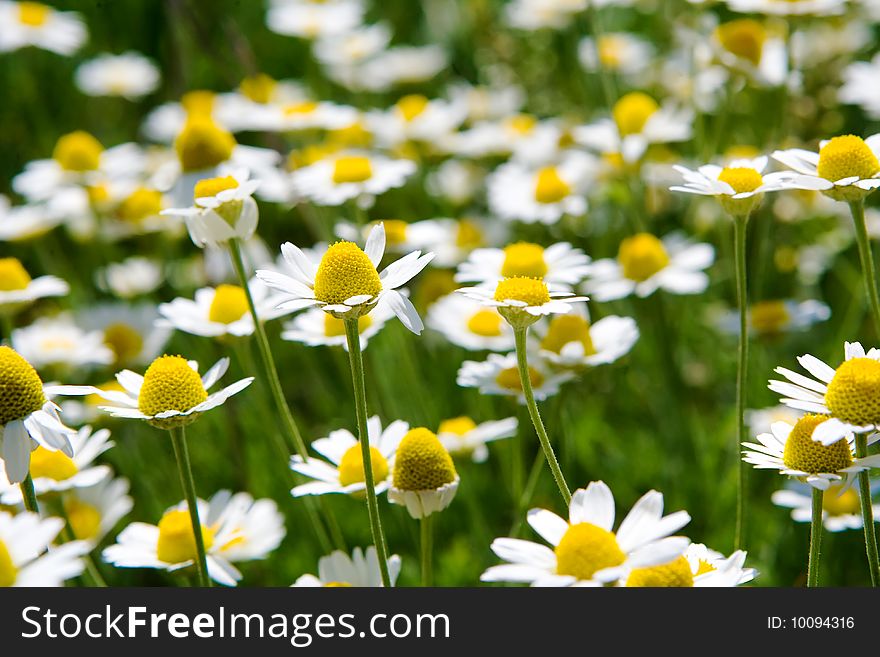Daisy flower meadow closeup background