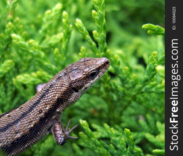 Small european lizard sitting in green bush. Small european lizard sitting in green bush.