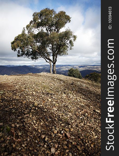 Single Tree, Blue Mountains, Austalia