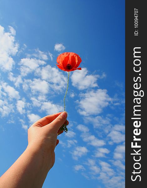 Red poppy in hand on background sky