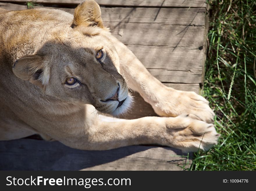 Lioness at Yalta zoo, Ukraine