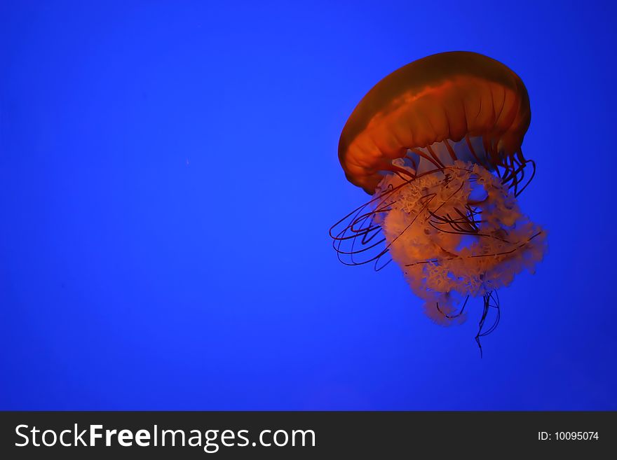 Orange jellyfish in a clear blue water. Orange jellyfish in a clear blue water.