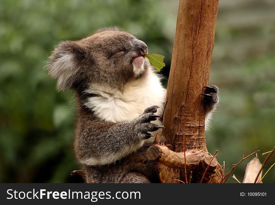 Koala eating an eucalyptus leafs