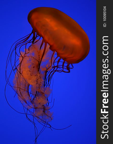 Orange jellyfish in a clear blue water. Orange jellyfish in a clear blue water.