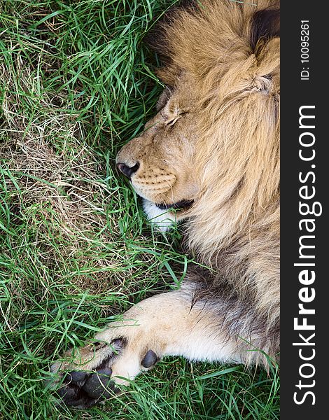 Lazy lion, zoo Yalta Ukraine