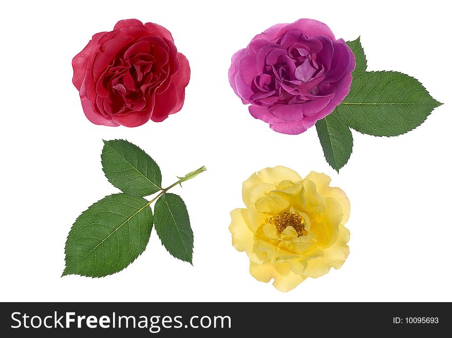 Three roses