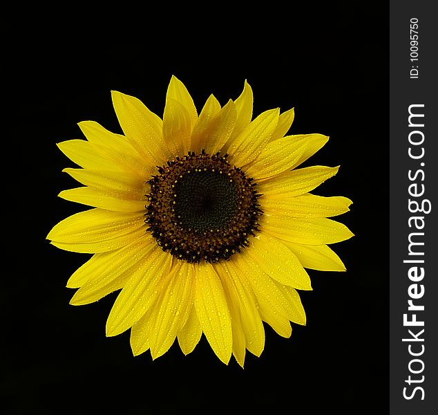 Isolated yellow sunflower with water drops on black background. Isolated yellow sunflower with water drops on black background