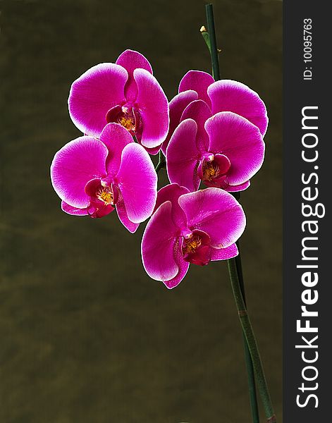 Pink orchids flowers on a neutral background. Pink orchids flowers on a neutral background