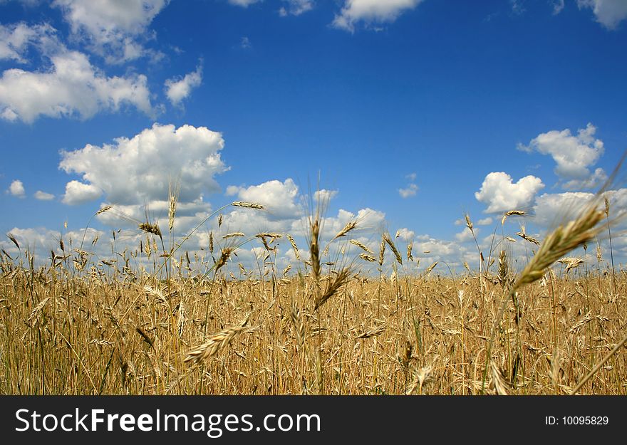 Ripe wheat against the blue sky