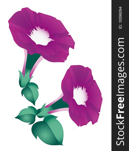 Purple Morning Glory Flowers on the white background