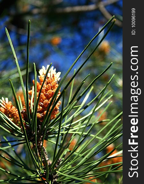 An image of a pine tree iver the blue sky