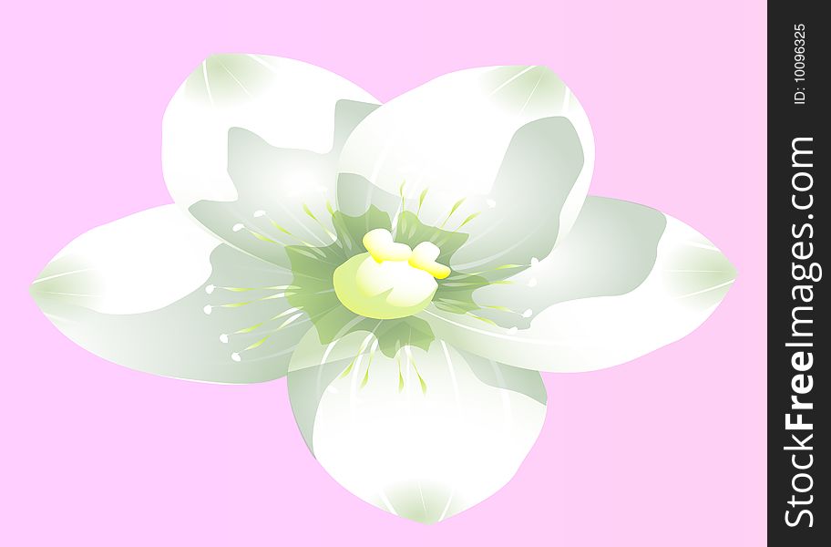 White orchid isolate on the pink background. White orchid isolate on the pink background