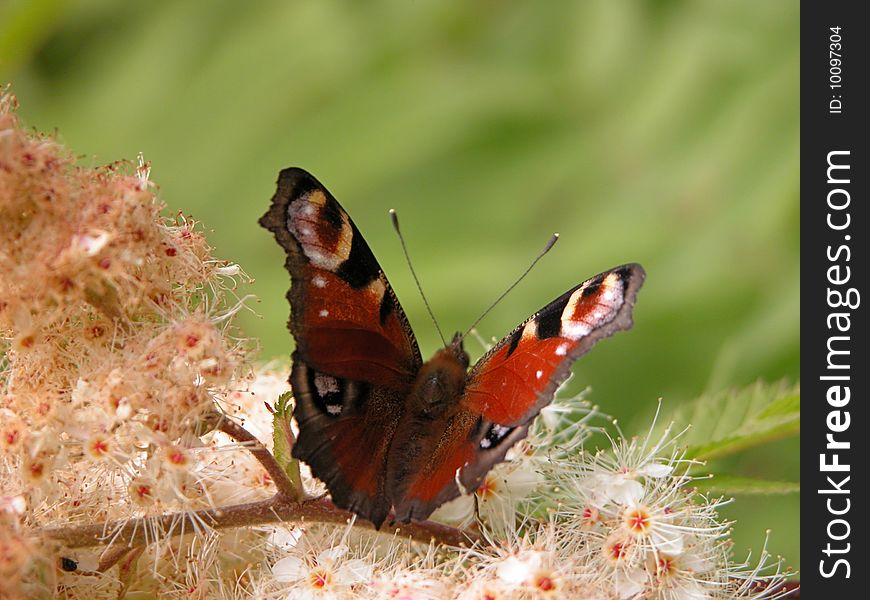 Peacock Butterfly