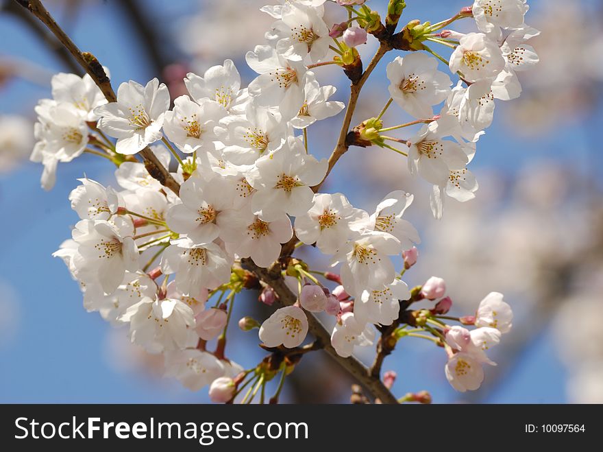 Cherry Blossom Close-up