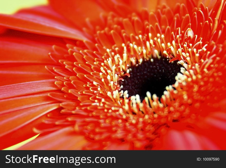 A red African daisy with dewdrop in the stamen