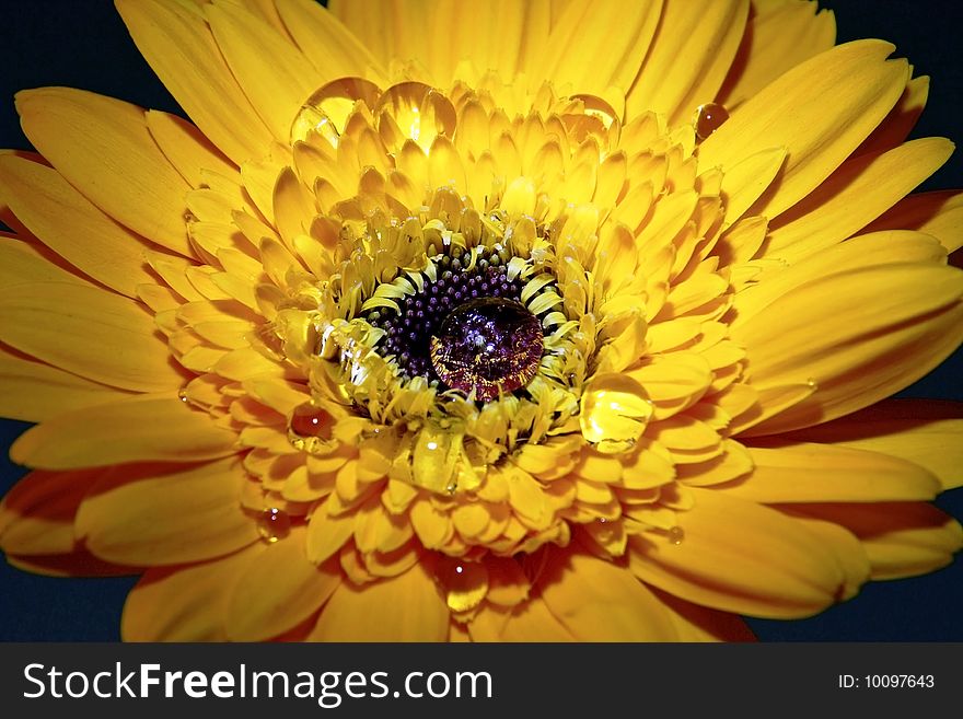 A yellow African daisy with dewdrop in the stamen