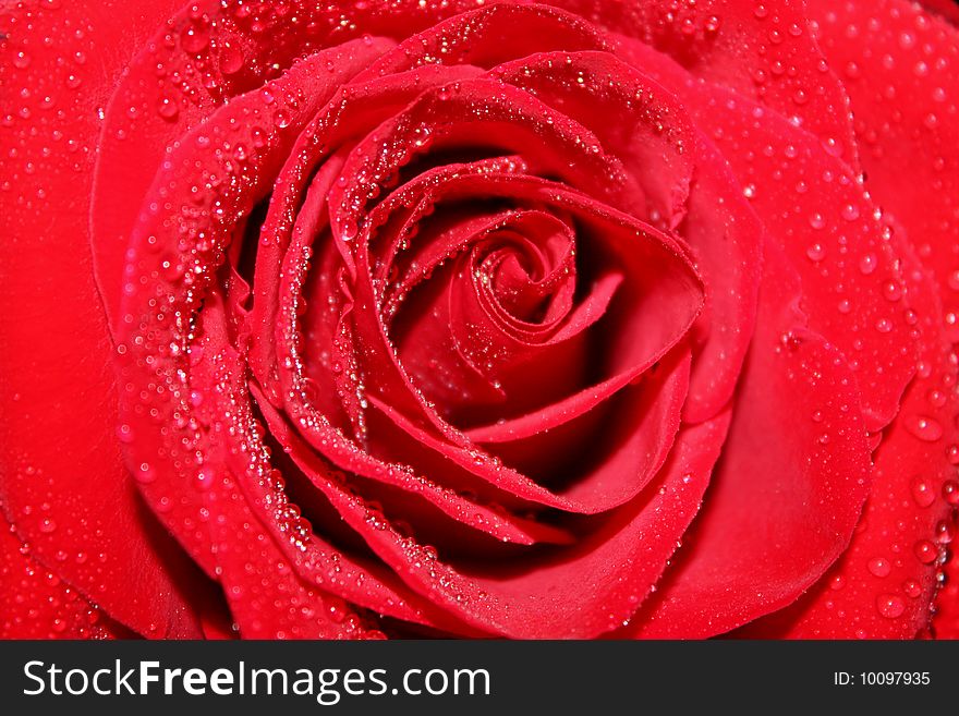 Bright red rose with water drops on the petals