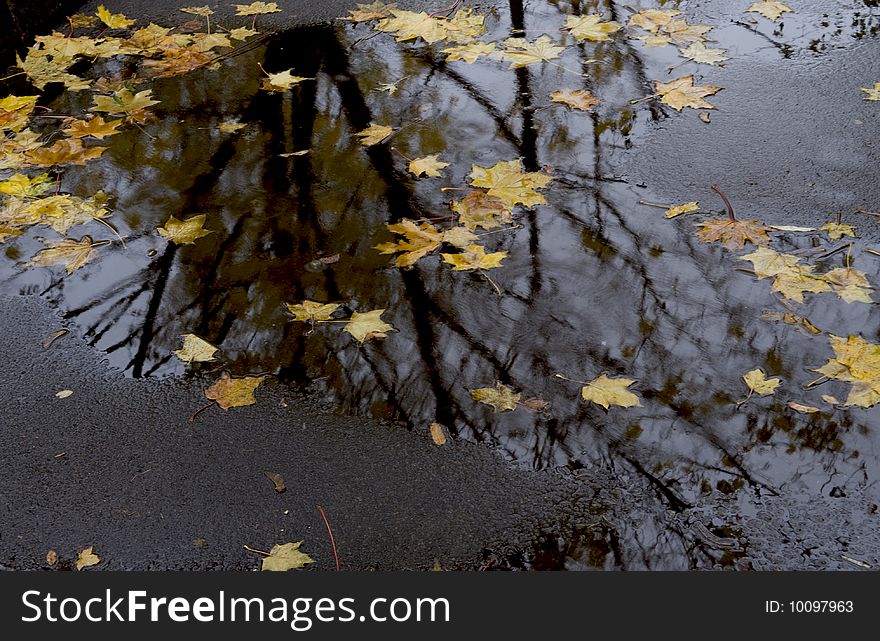 Leaves and trees in the autumnal reflection