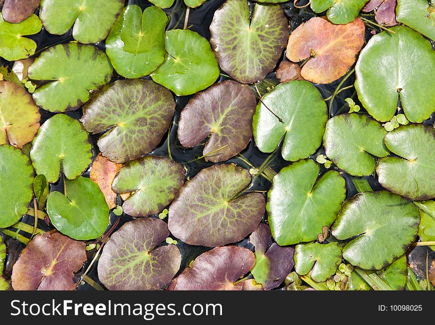 An image of lily's leaves on the water