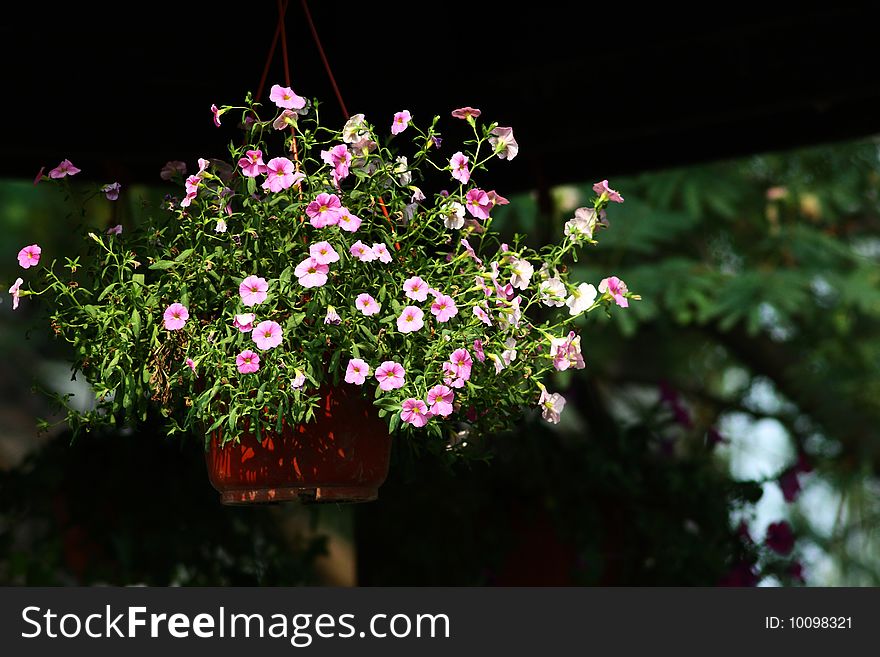 Nacelle flowers taken from Shanghai, China.