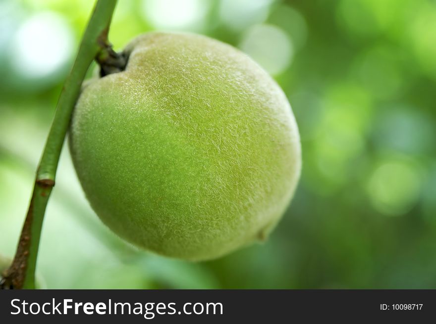 Green peach on the tree