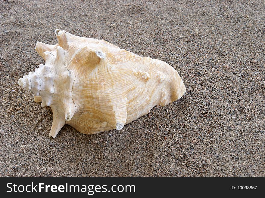 Conch shell on the sand at the beach.