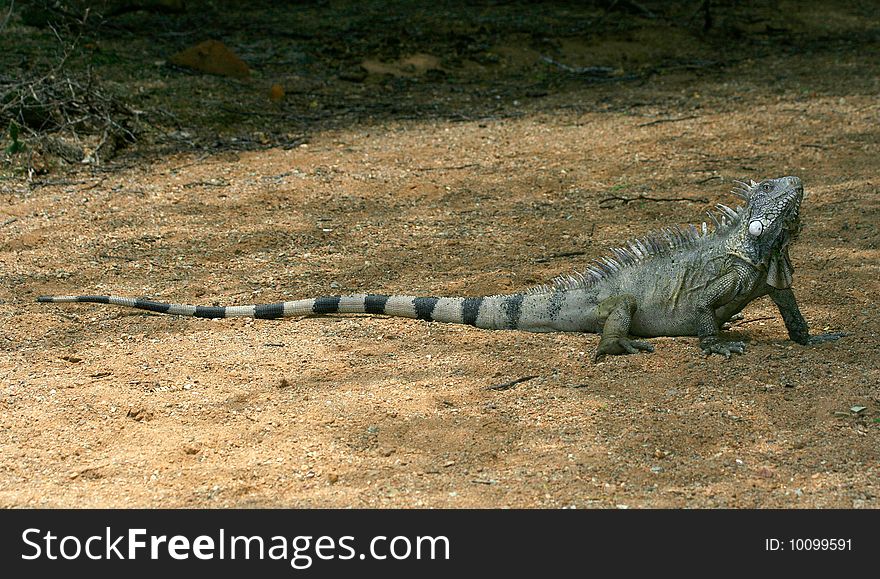 Iguana in Nature Bonaire island Caribean sea