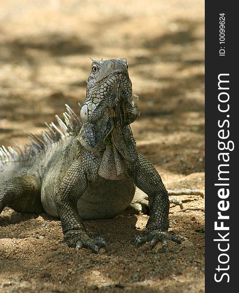 Iguana in Nature Bonaire island Caribean sea