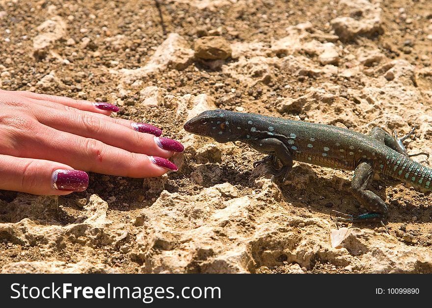 Iguana in Nature Bonaire island Caribean sea