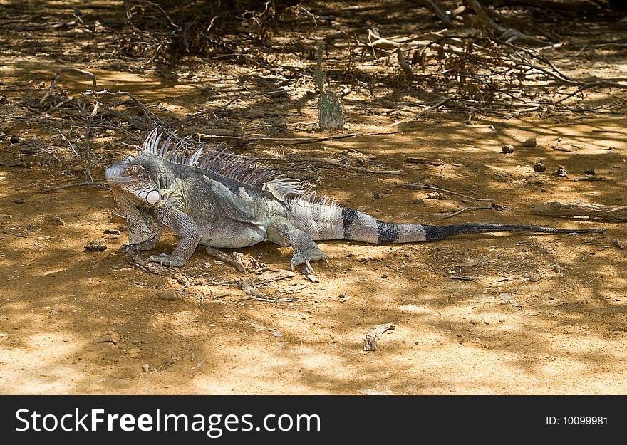 Iguana in Nature Bonaire island Caribean sea