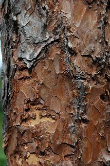 Pine Plank Stock Image Pine Plank Stock Image